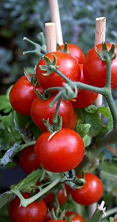 tomatoes_edited.jpg